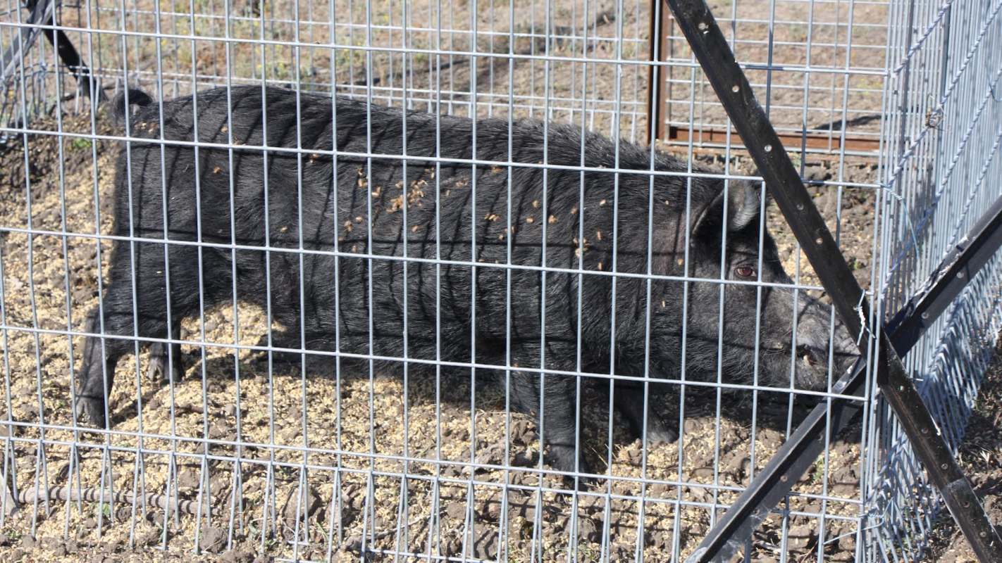 A black pig standing inside a metal enclosure with dirt and grass on the ground.