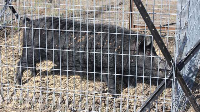 A black pig standing inside a metal enclosure with dirt and grass on the ground.