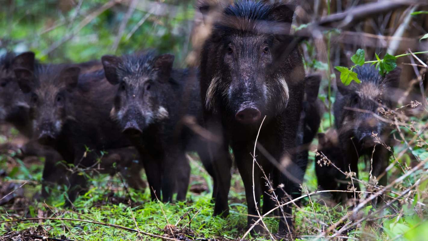 A group of wild boars in a forested area.