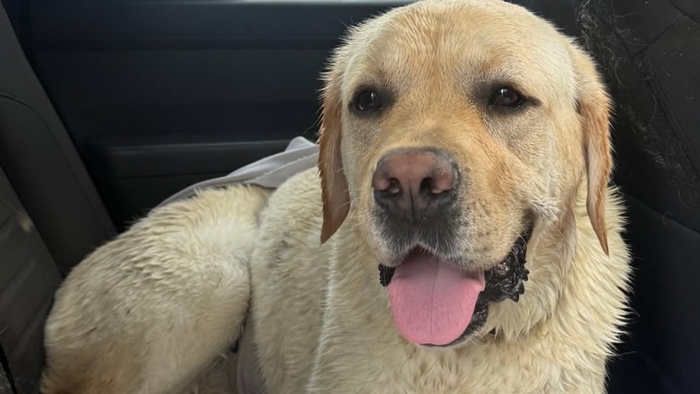 An English lab dog named Finn.