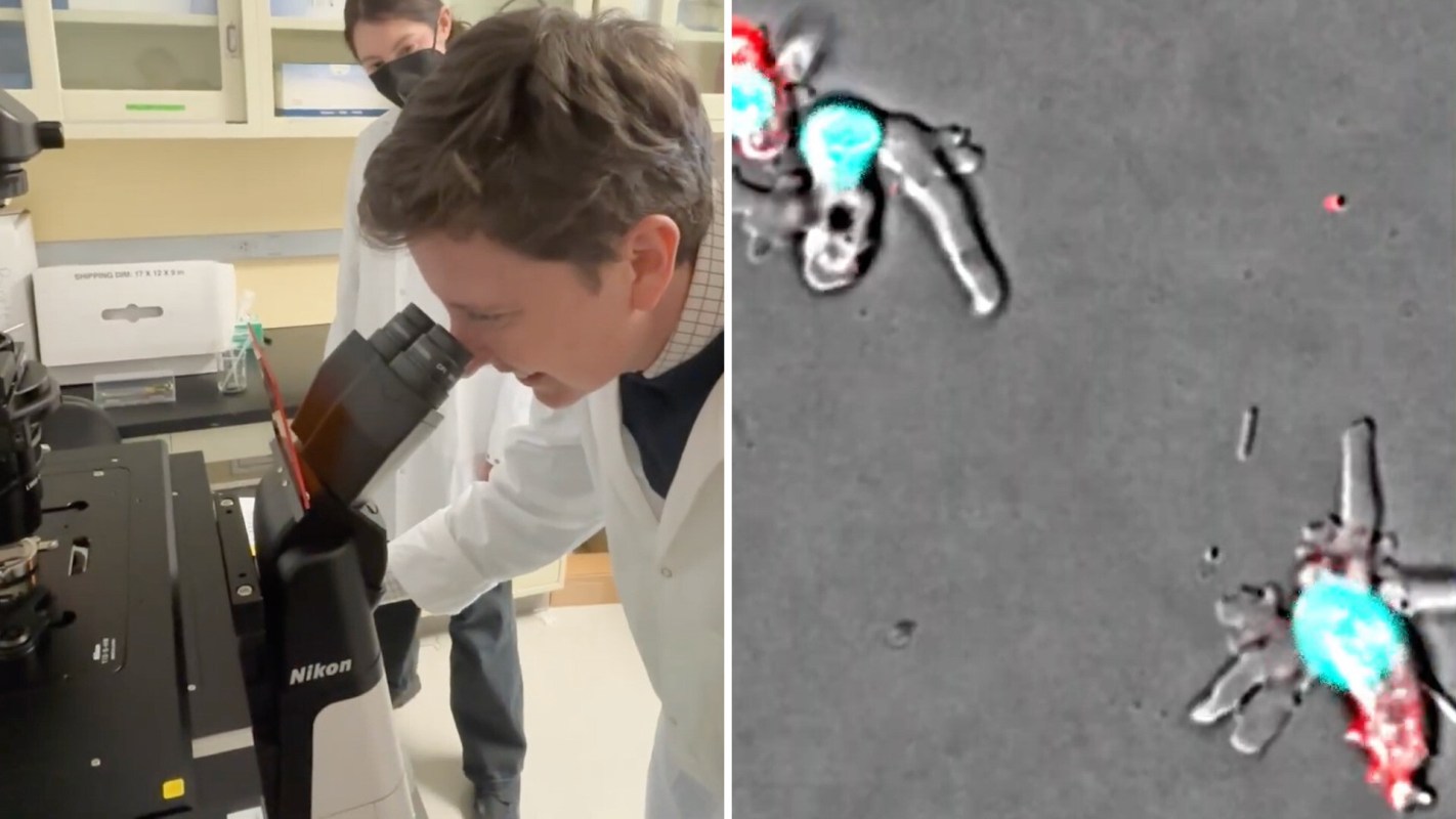 People observing fire amoebas.