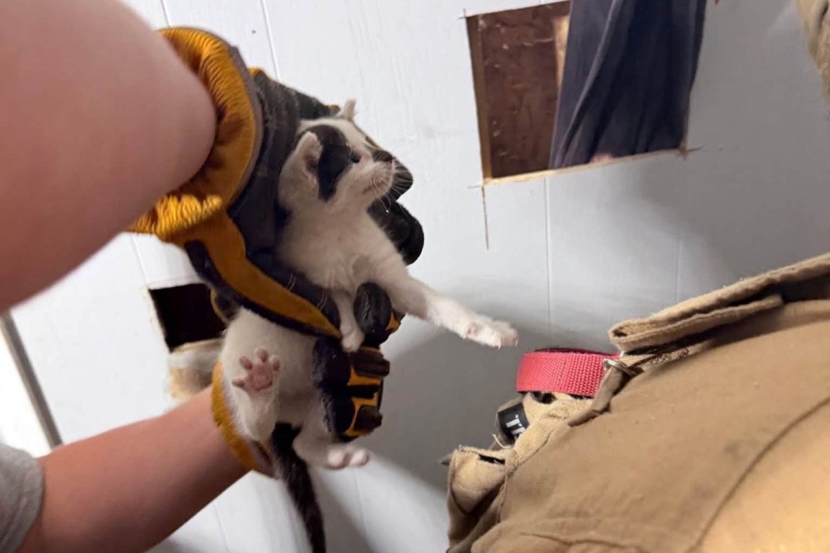 A firefighter pulls a kitten out of a wall
