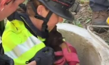 A rescuer in a helmet holds a small animal in a concrete structure surrounded by people.