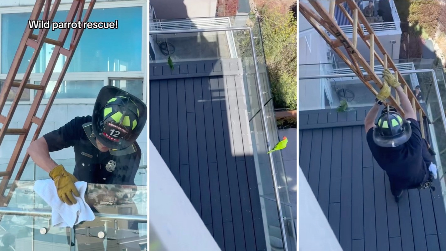 A firefighter conducts a wild parrot rescue using a ladder on a balcony.