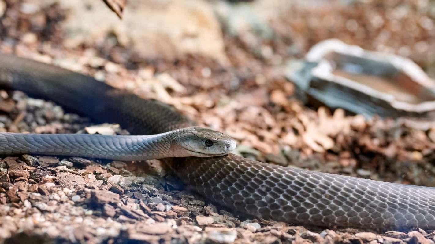 A forest cobra resting on a bed of brown leaves and pebbles.