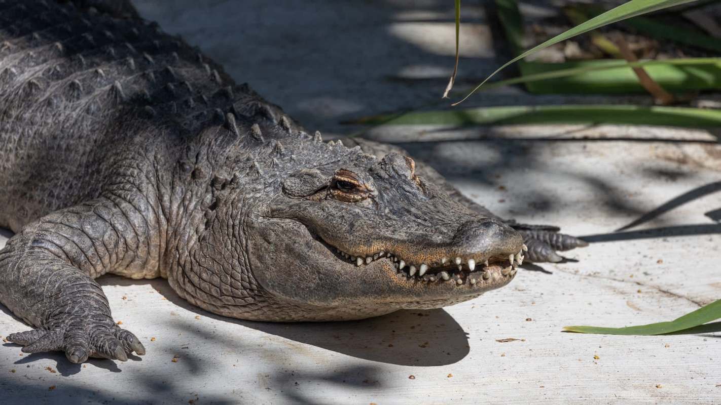 An alligator rests on a concrete surface surrounded by green vegetation.