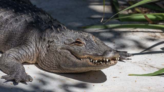 An alligator rests on a concrete surface surrounded by green vegetation.