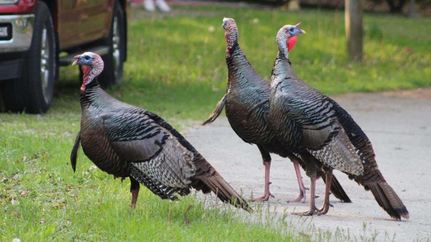 Three wild turkeys walking on a grassy area near a road.