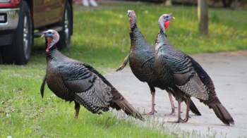 Three wild turkeys walking on a grassy area near a road.