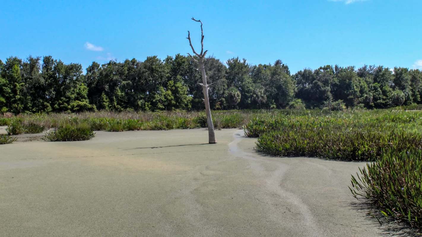 A solitary dead tree stands in a dry wetland area surrounded by green vegetation and clear blue sky.