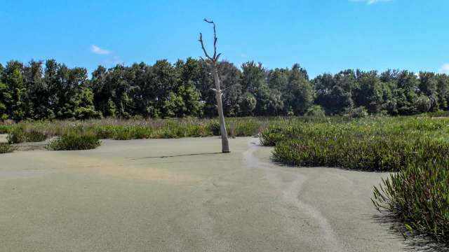 A solitary dead tree stands in a dry wetland area surrounded by green vegetation and clear blue sky.