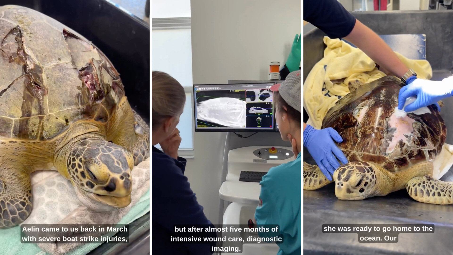 Florida sea turtle survives severe boat strike, gets a second chance back in the ocean