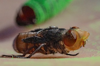 A fly rests on a surface with a green object blurred in the background.