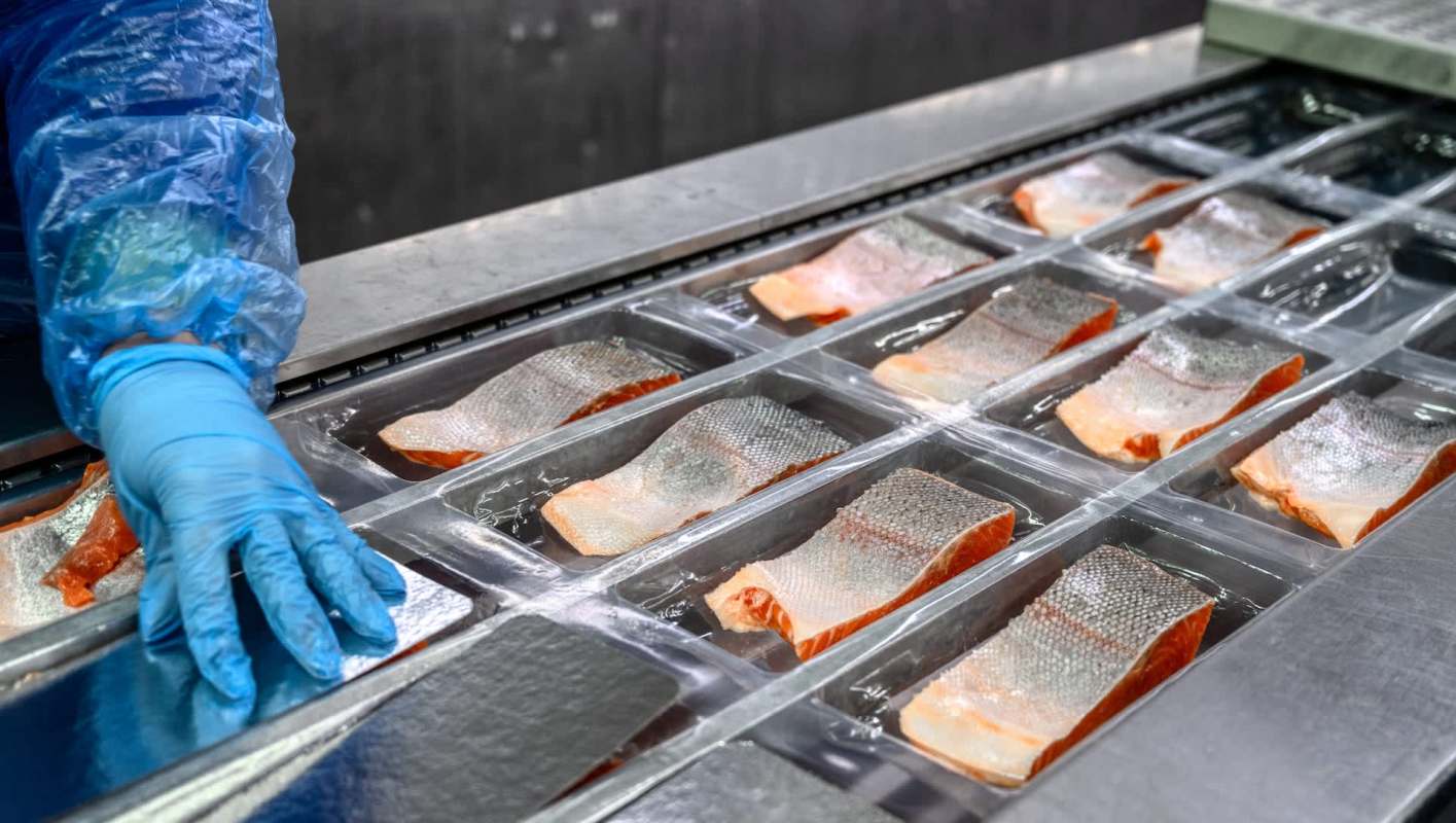 A person with gloved hands places salmon fillets in individual containers on a production line.