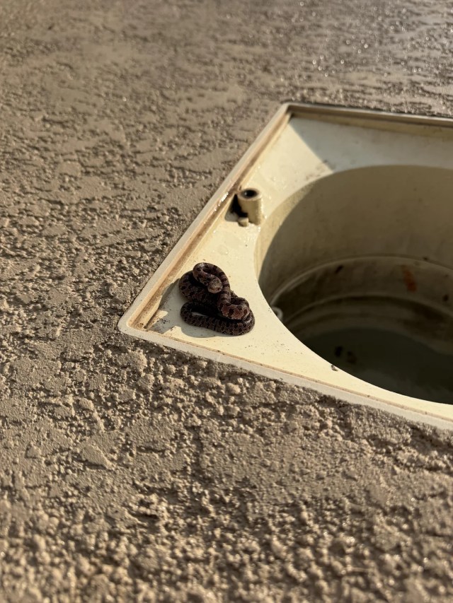 A snake next to a drain.
