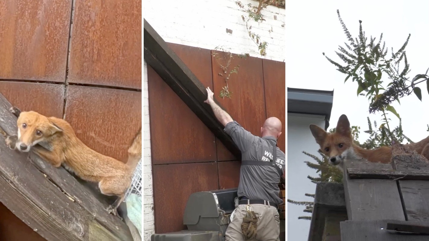 A fox at the bottom of a wooden ramp, then a wildlife rescuer positions a ramp before the fox appears at the top of the ramp.