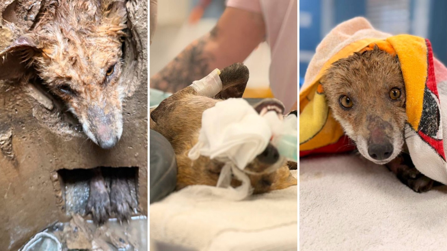 A rescued fox receiving care in a veterinary setting, displaying signs of recovery.