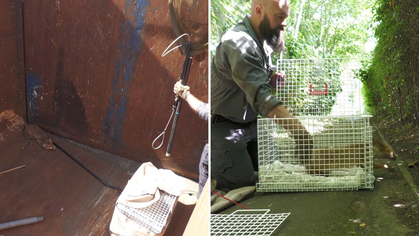 A person uses a pole to capture a fox inside a container, and he prepares to release the animal in the woods.