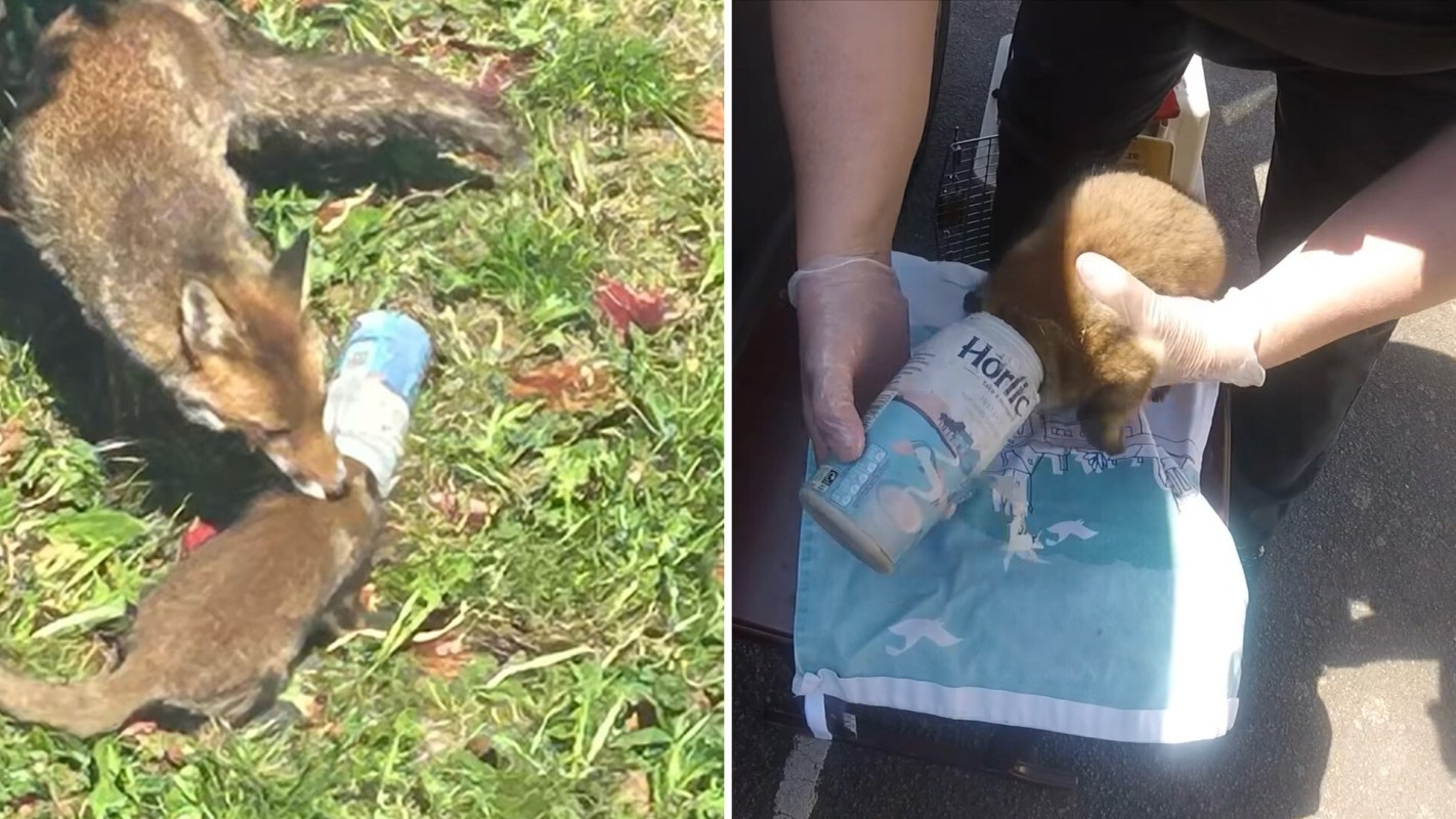 A fox and a kit are near a plastic container in a grassy area, while a person feeds another kit from a bottle.