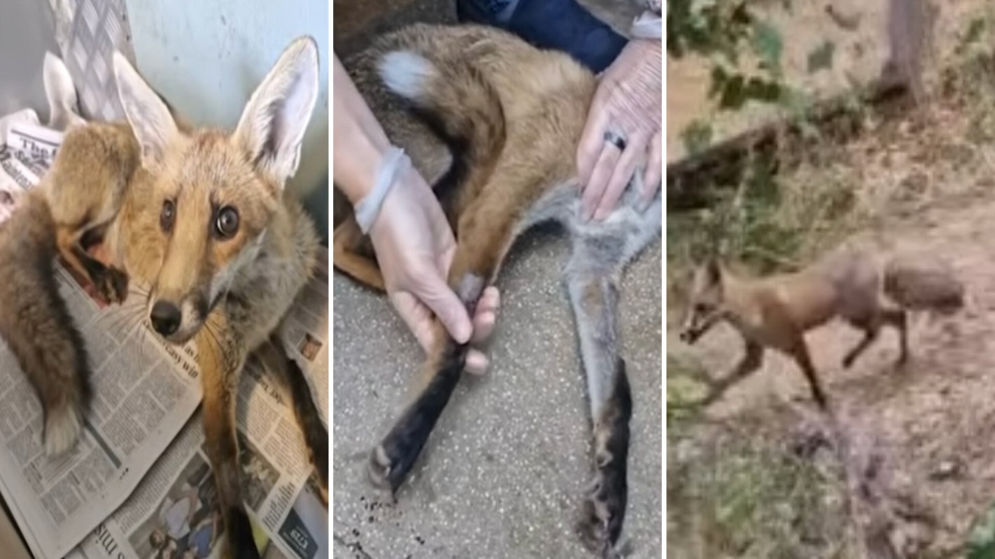 A fox rests on newspapers; a person checks its leg; the fox runs in a natural setting.