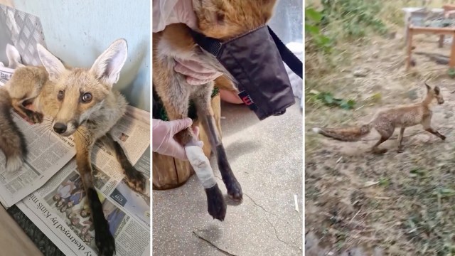 Three images depict a fox in different situations: resting on newspaper, receiving medical treatment, and running outdoors.