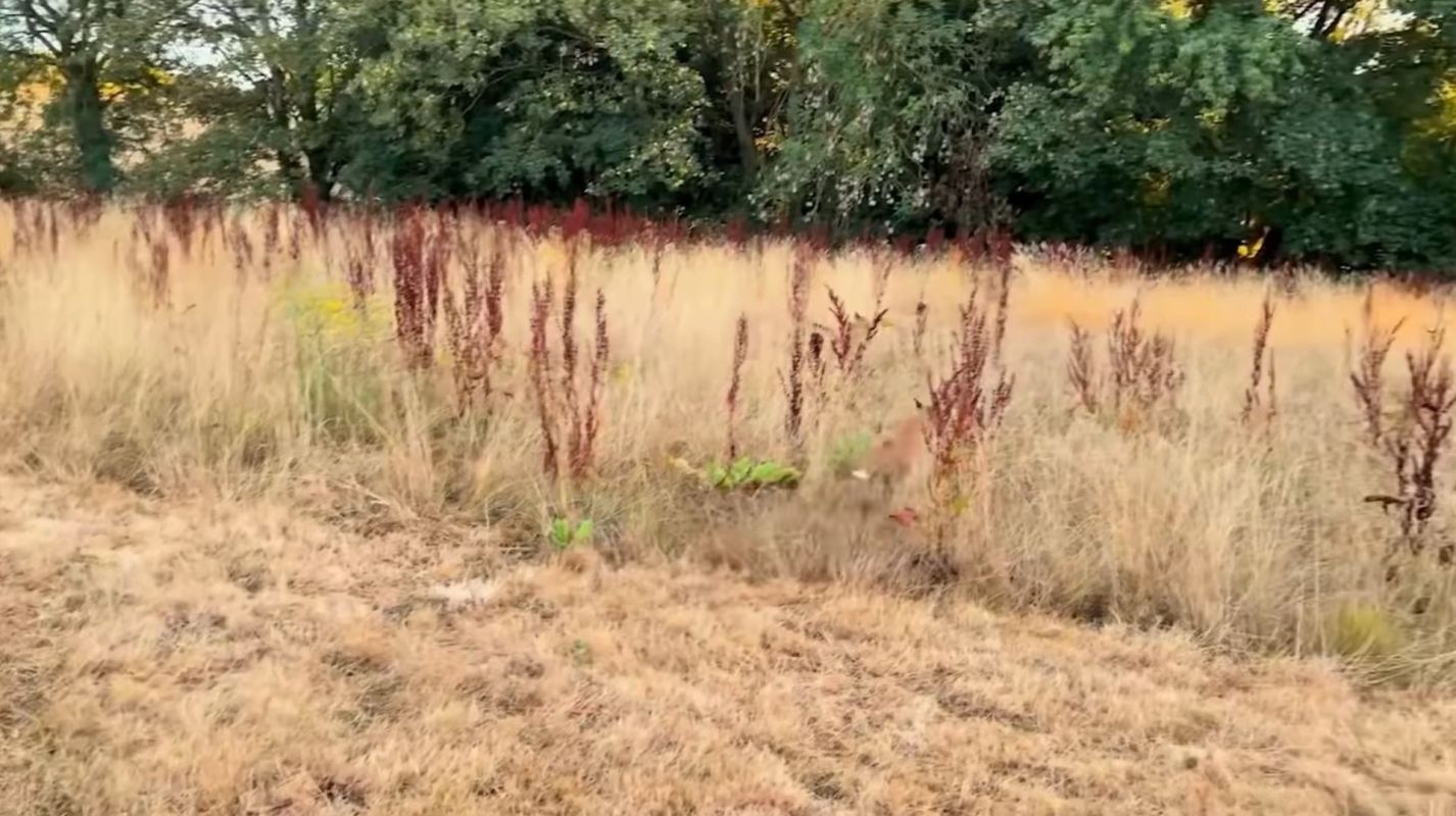 A wild landscape.