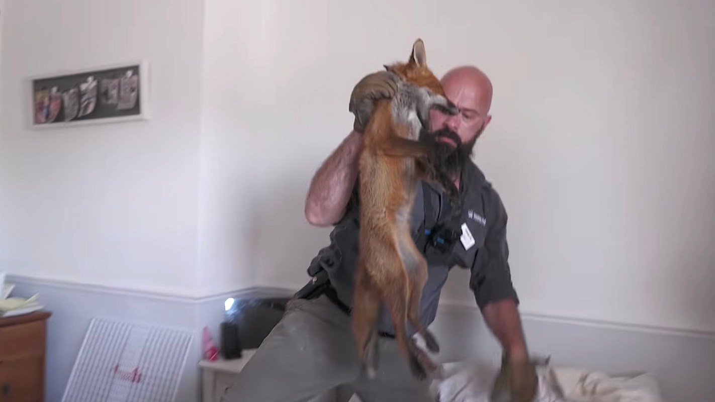 A person holds a fox inside a room with white walls and a dresser.