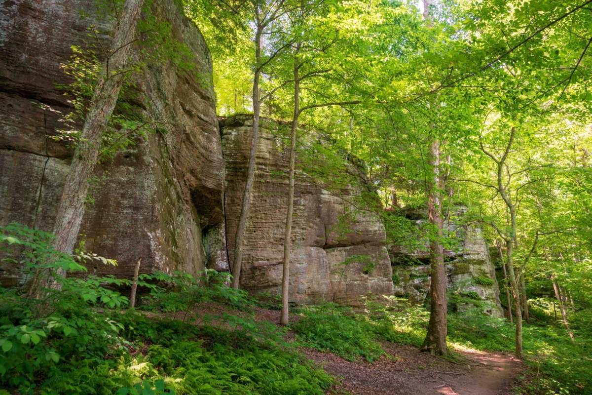 A forest with large rock formations.