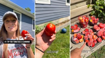 A woman addresses the camera, holds a tomato, and shows off frozen tomatoes