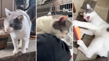 A cat engages in various activities, including exploring outdoors, resting, and playing with a toy.