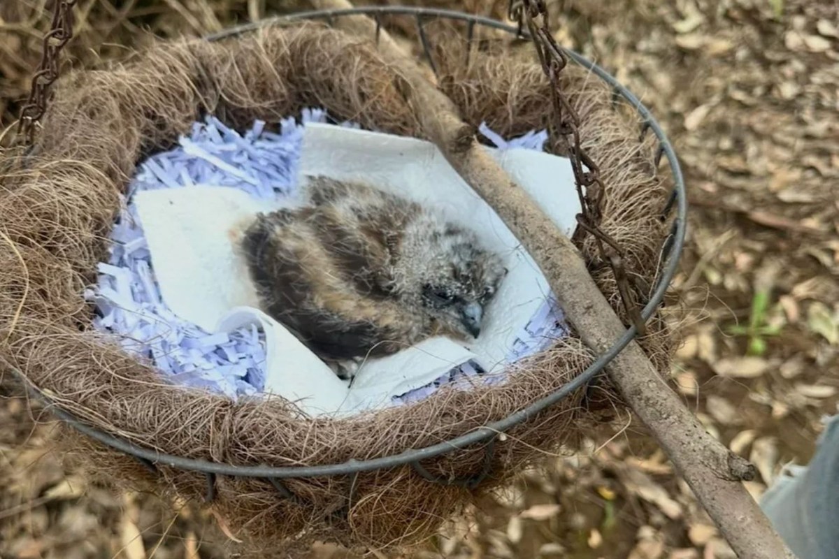 A tawny frogmouth.