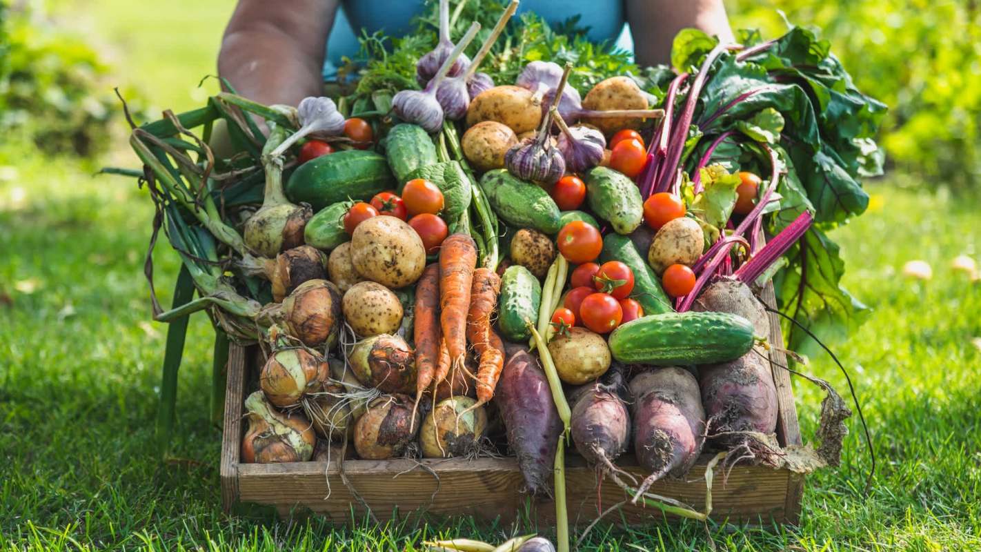 A basket filled with various fresh vegetables, including tomatoes, carrots, potatoes, and cucumbers, on grass.