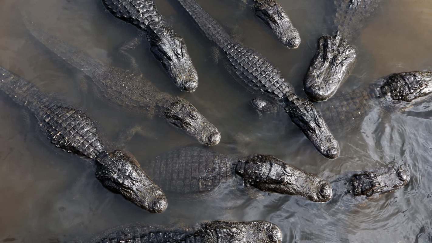 Multiple alligators partially submerged in murky water.