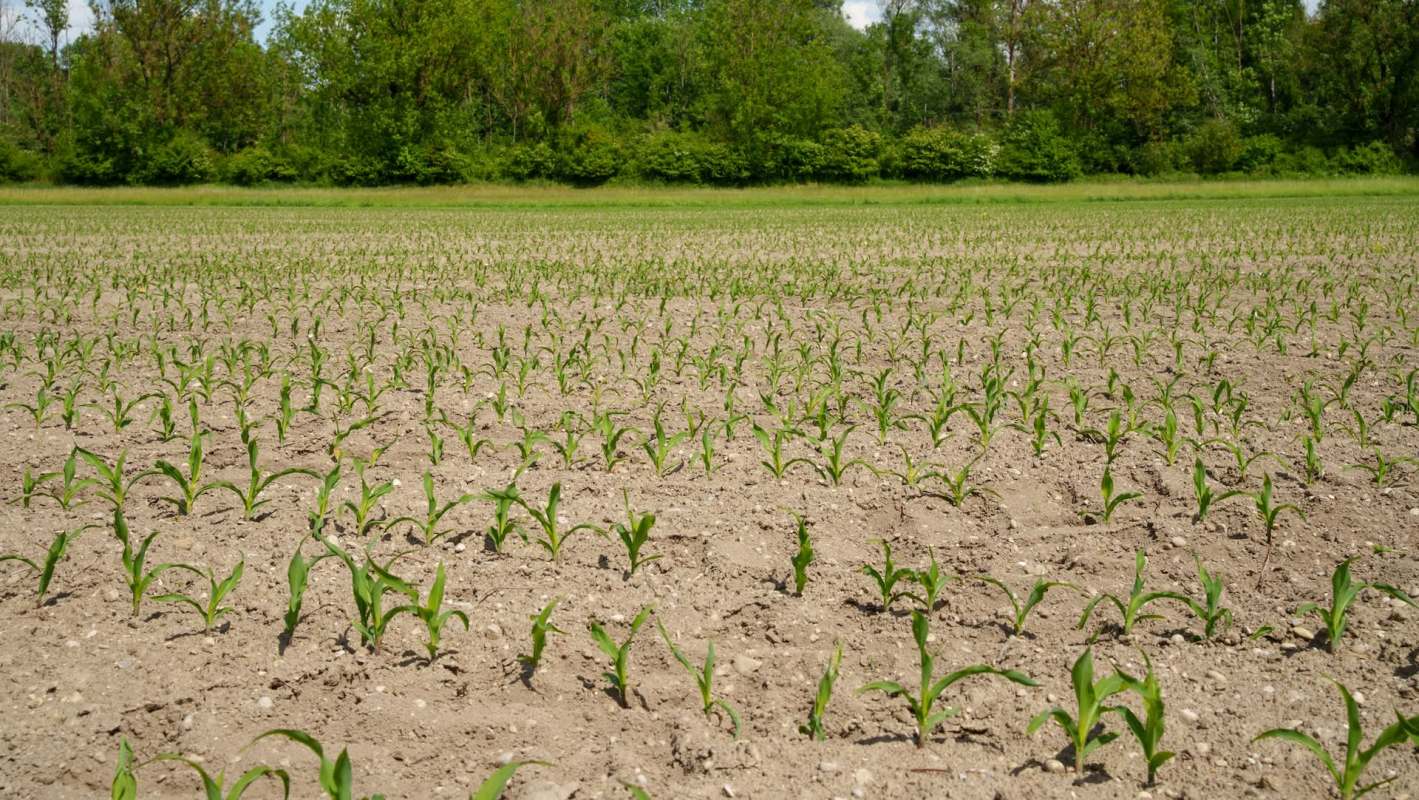 A field of young corn plants growing in tilled, dry soil.