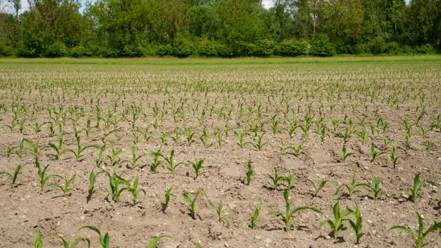A field of young corn plants growing in tilled, dry soil.