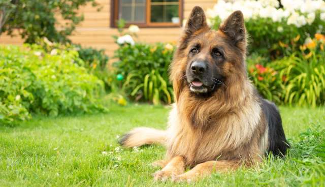 A German Shepherd lying on grass in a garden with colorful flowers and plants.