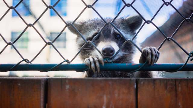 A raccoon reaches through a chain-link fence.