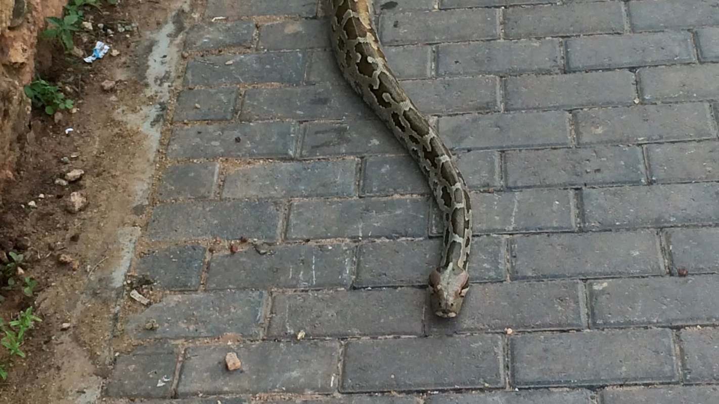 A snake slithers along a paved path with scattered dirt and small plants nearby.