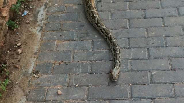 A snake slithers along a paved path with scattered dirt and small plants nearby.