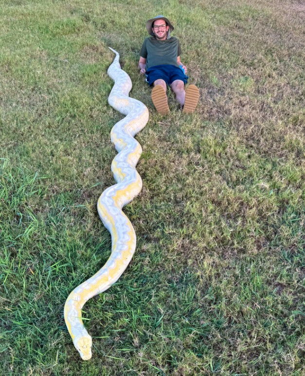 A giant yellow snake next to a man.