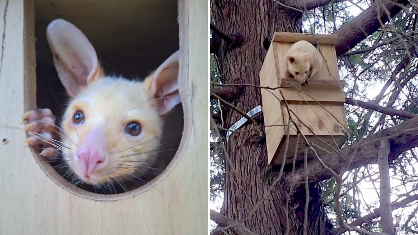 A pale possum peeks out from a wooden box on a tree branch.