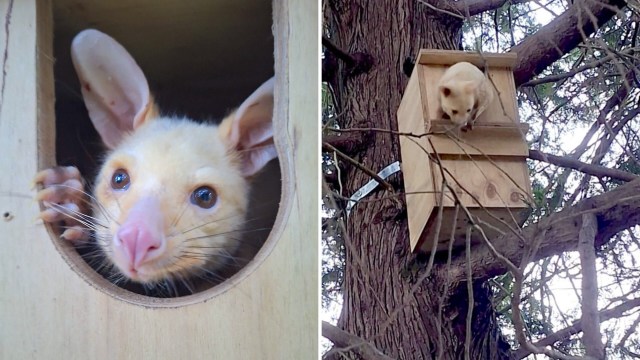 Rare golden brushtail possum found limping in Australia makes safe return to the wild