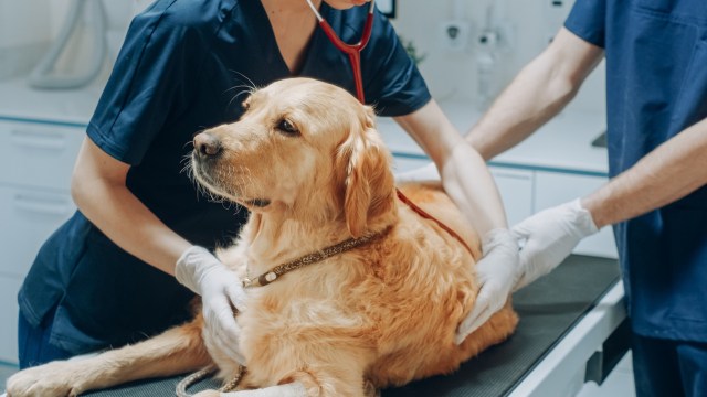 A golden retriever at the vet.