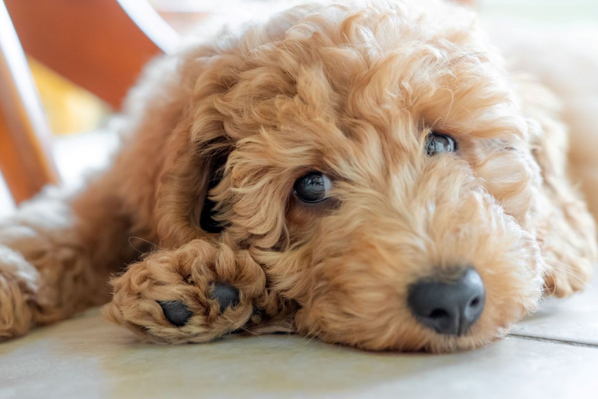 A goldendoodle dog lays down with its paws in front and a sad expression