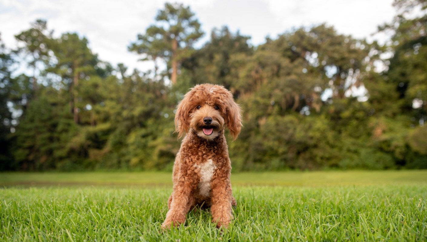 A dog sitting on grass with trees in the background.