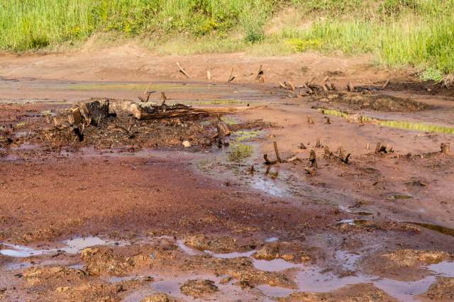 A muddy dried up pond with sticks emerging next to a patch of grass