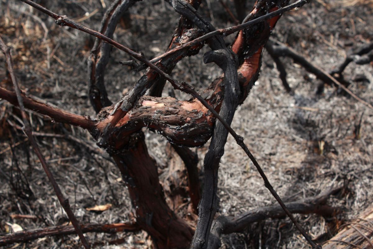 A burned grapevine.