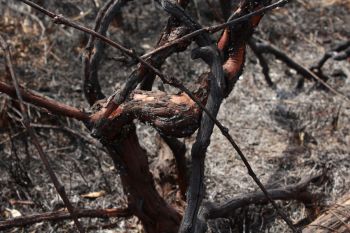 A burned grapevine.