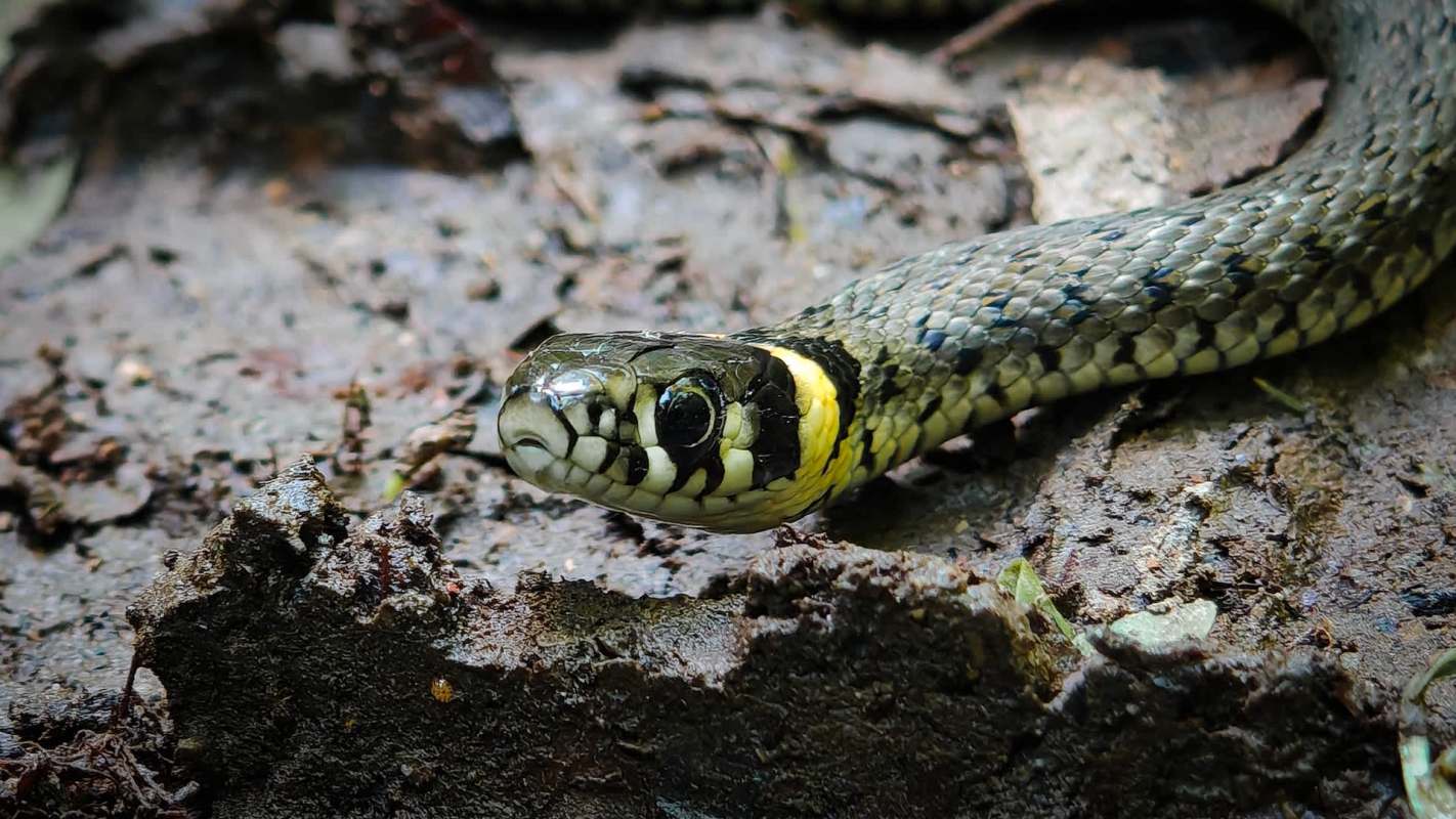 A snake with a yellow and black pattern resting on the forest floor.