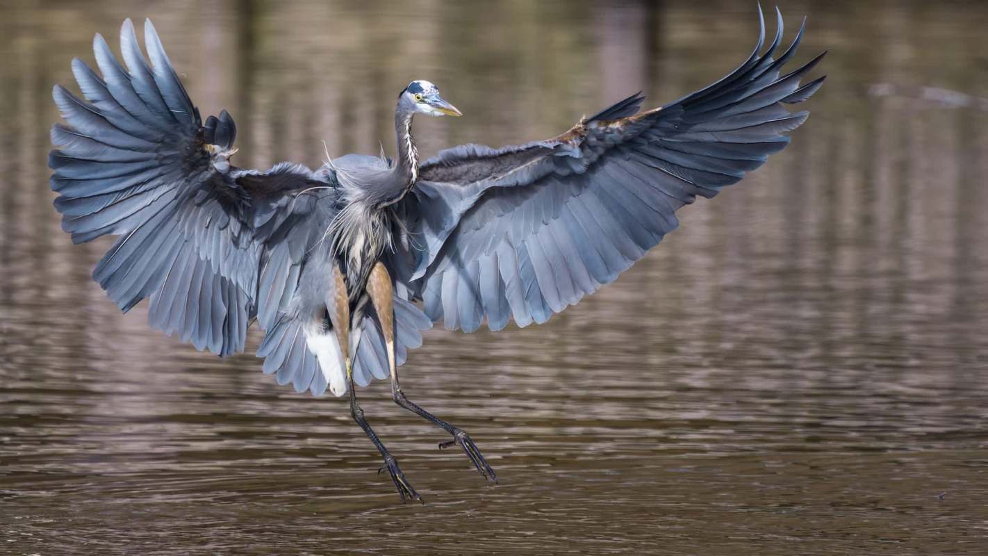 A heron spreads its wings while landing near a body of water.